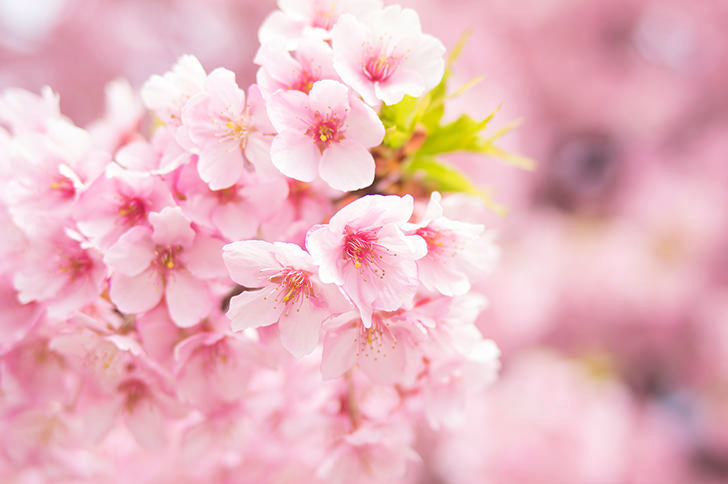 Beaux métiers traditionnels japonais que vous pouvez apprécier avec des fleurs de cerisier